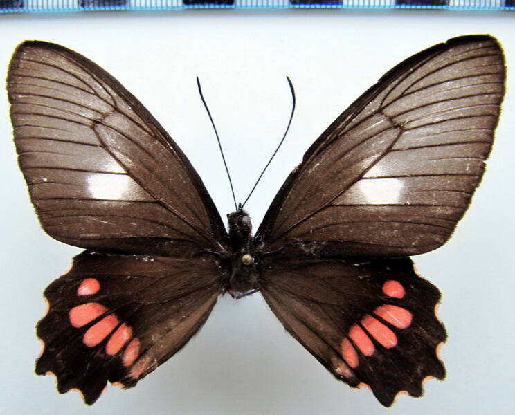 parides_lysander_lysander_f_bresil_2-standard.jpg