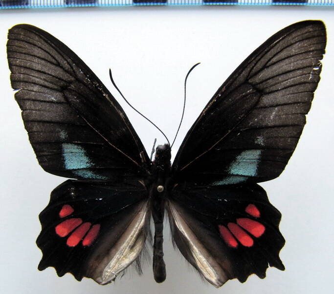 parides_lysander_lysander_m02_gf_2-standard.jpg