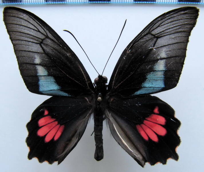 parides_lysander_parsodes_m_bresil_2-standard.jpg