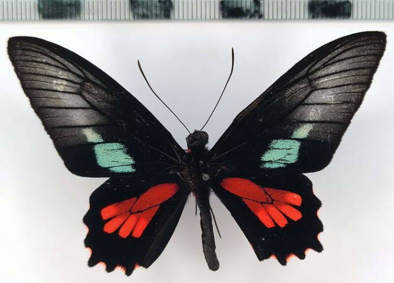 parides_neophilus_anaximenes_m_per-standard.jpg