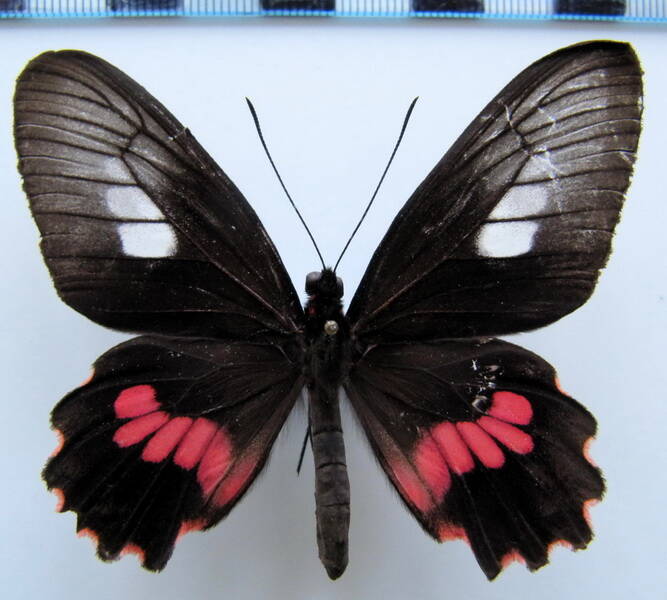 parides_neophilus_ecbolius_f01_bresil_2-standard.jpg