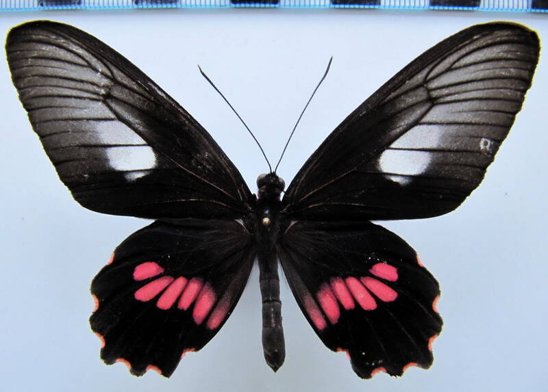 parides_neophilus_ecbolius_f02_bresil_2-standard.jpg