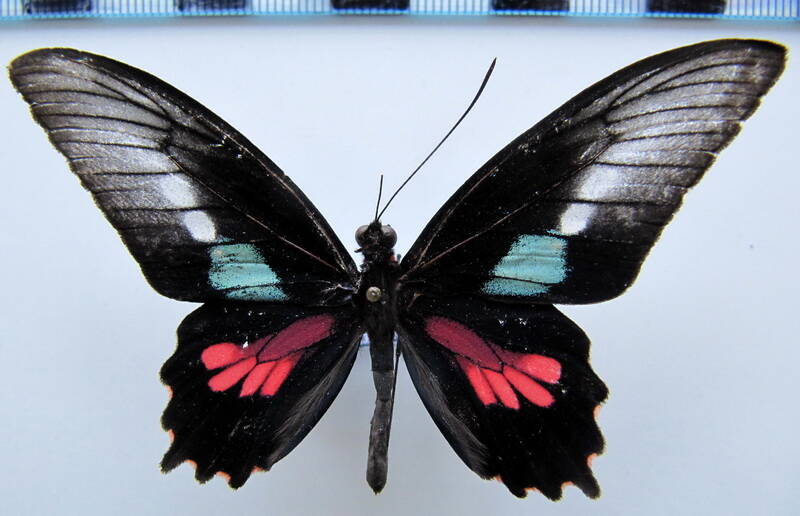 parides_neophilus_ecbolius_m01_bresil_2-standard.jpg