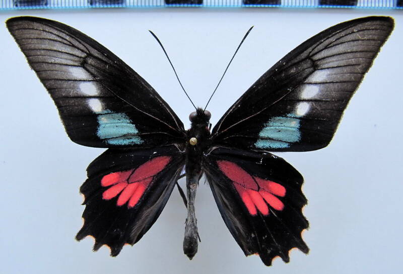 parides_neophilus_ecbolius_m02_bresil_2-standard.jpg
