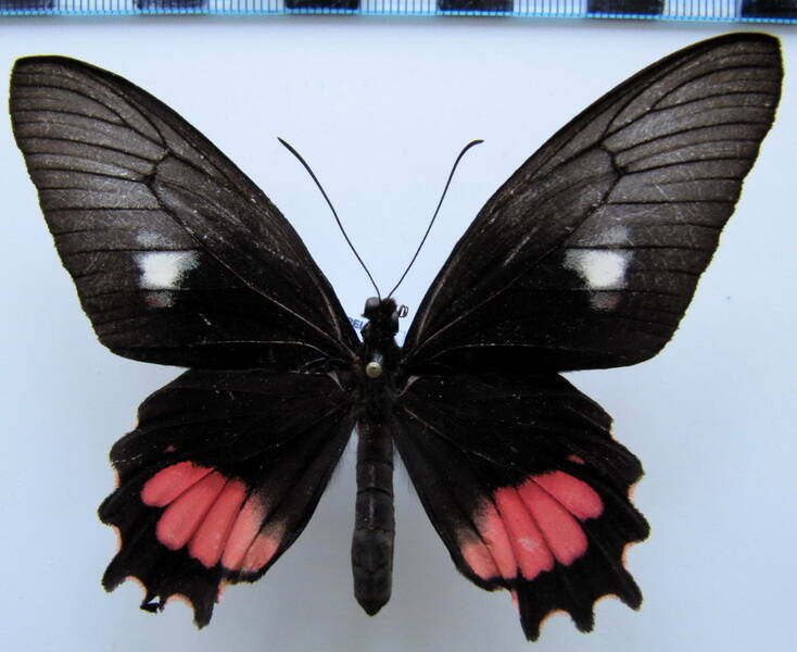 parides_neophilus_olivencius_f_bresil_2-standard.jpg