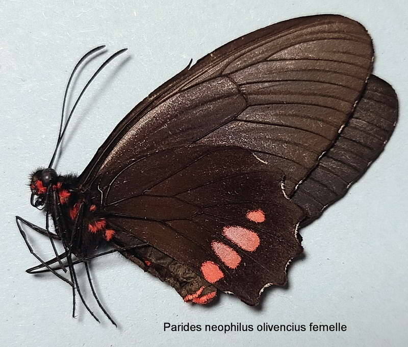 parides_neophilus_olivencius_f_per_v-standard-zjtvym.jpg