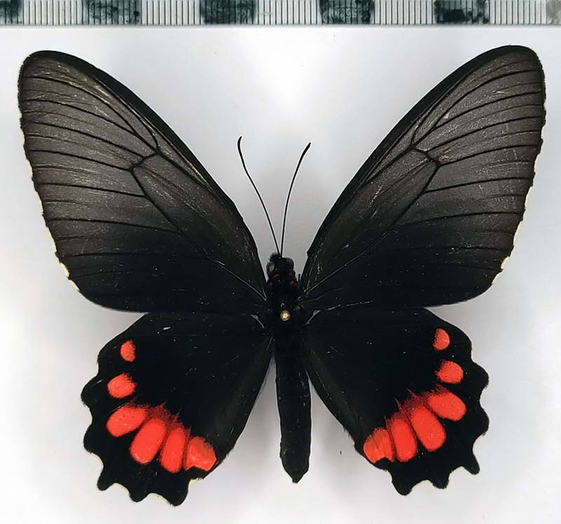 parides_orellana_f_eq-standard.jpg