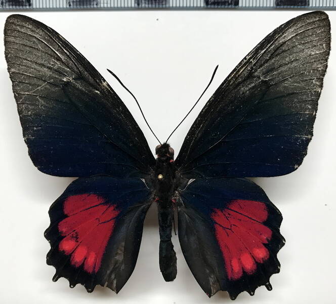 parides_orellana_m_eq-standard.jpg