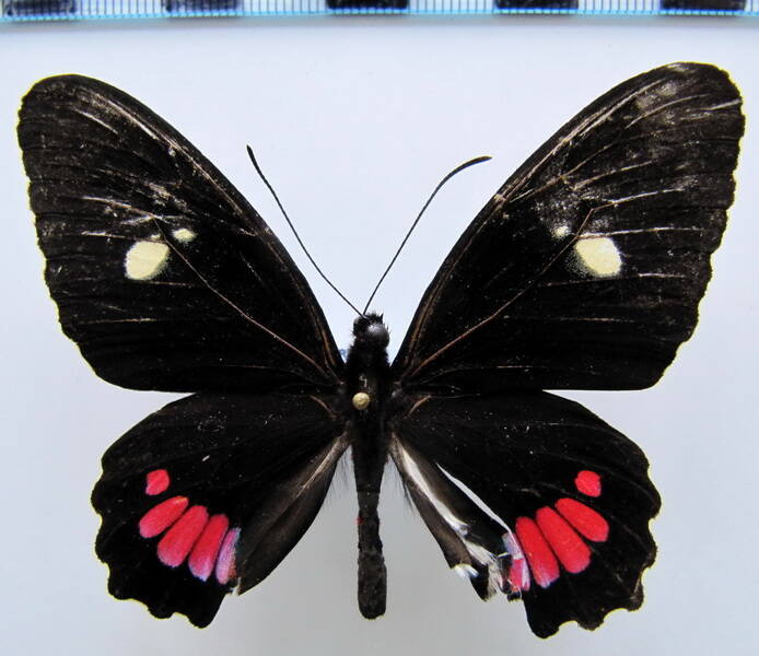 parides_panares_panares_m_mex_2-standard.jpg