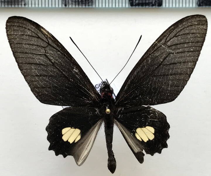 parides_pizarro_m_eq-standard.jpg