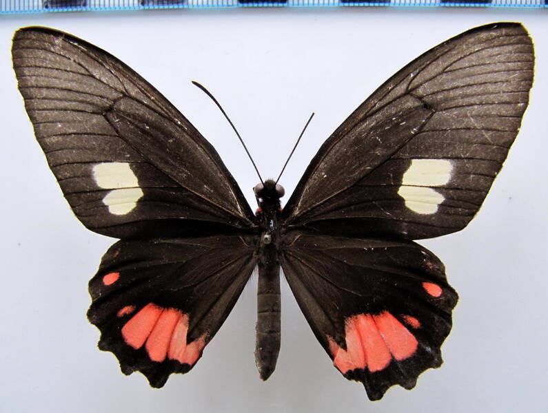 parides_sesostris_f_Bresil