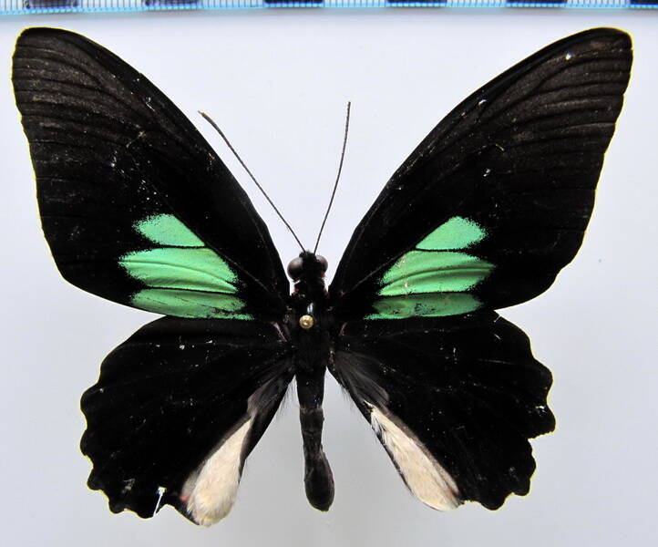parides_sesostris_m_Brésil