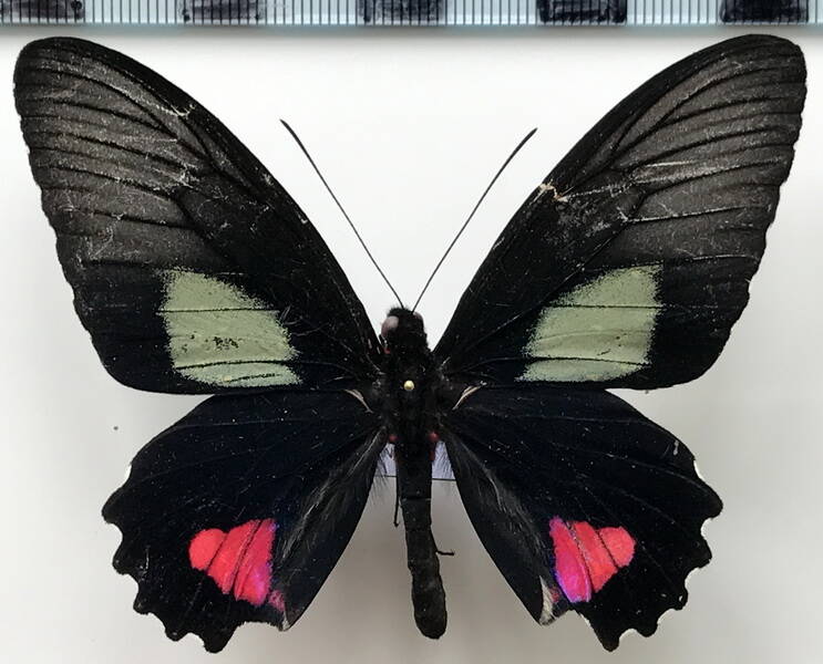 parides_vertumnus_bogotanus_m_eq-standard.jpg
