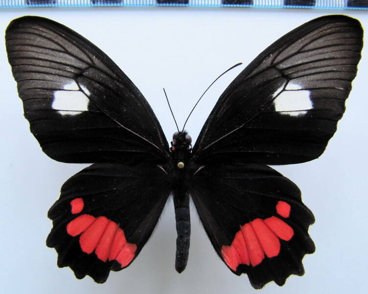 parides_vertumnus_vertumnus_f_bresil_2-standard.jpg
