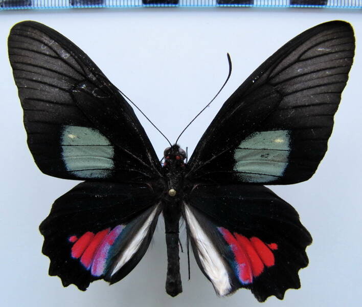 parides_vertumnus_vertumnus_m02_bresil_2-standard.jpg