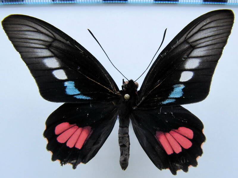 parides_zacynthus_polymetus_m_bresil_2-standard.jpg