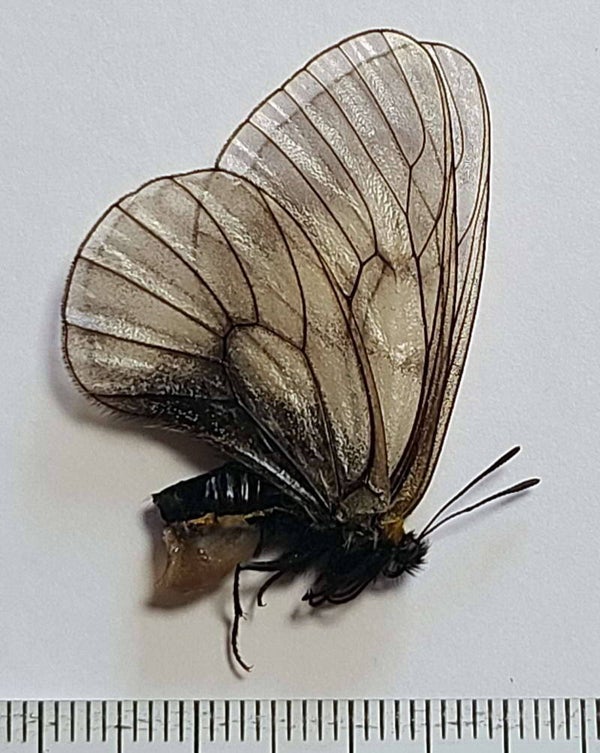Parnassius stubbendorfii femelle Corée du sud