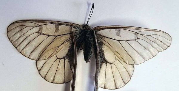 Parnassius stubbendorfii mâle Corée du sud