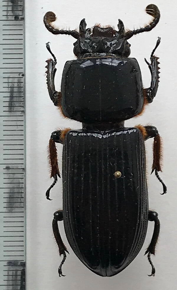 Passalidae sp mâle Majeur  Vénézuéla