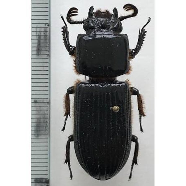 Passalidae sp mâle mineur  Equateur