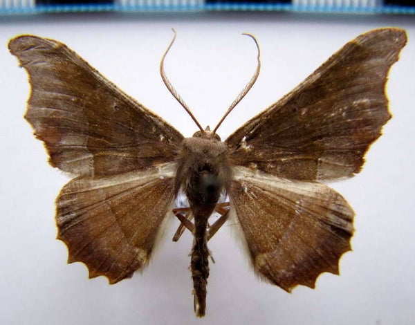 Patalene aenetusaria mâle Guyane française