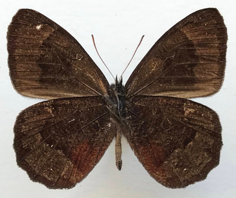 pedaliodes_balnearia_m_eq_v-standard.jpg