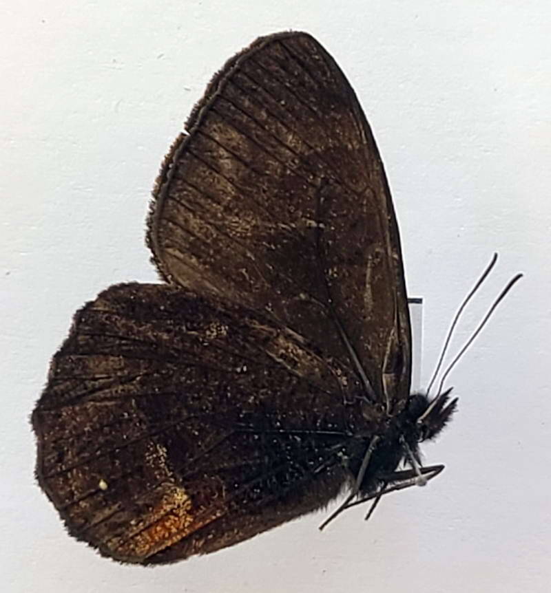 pedaliodes_ferratilis_m_vnz_v-standard.jpg