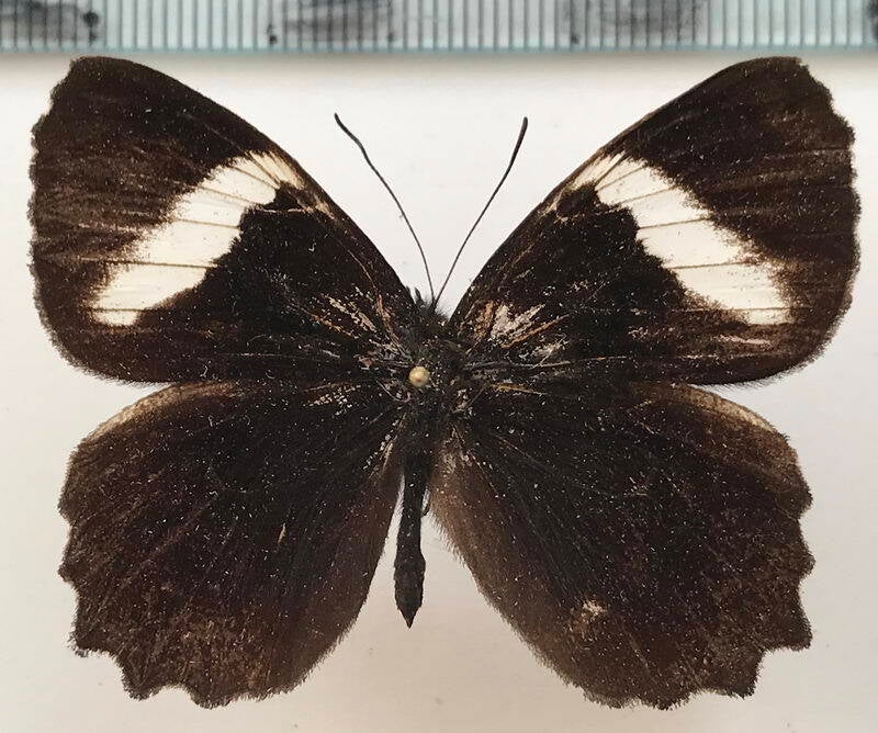 pedaliodes_peucestas_restricta_m_eq-standard.jpg