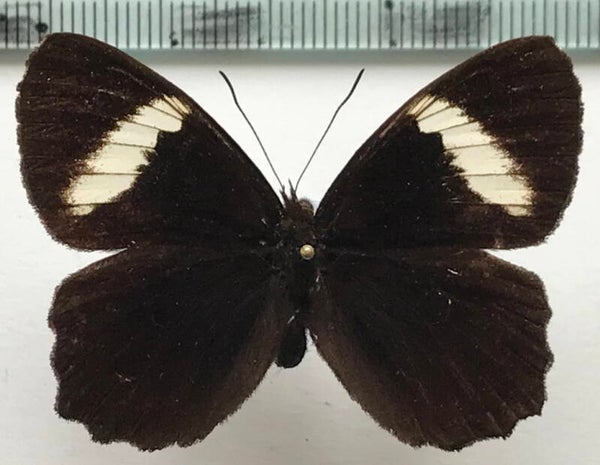 Pedaliodes peucestas restricta mâle A1- Equateur