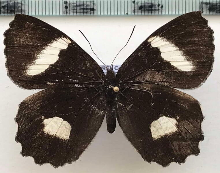 Pedaliodes phaedra mâle A1- Equateur