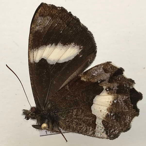 pedaliodes_phaedra_m_eq_v-standard-55ungr.jpg