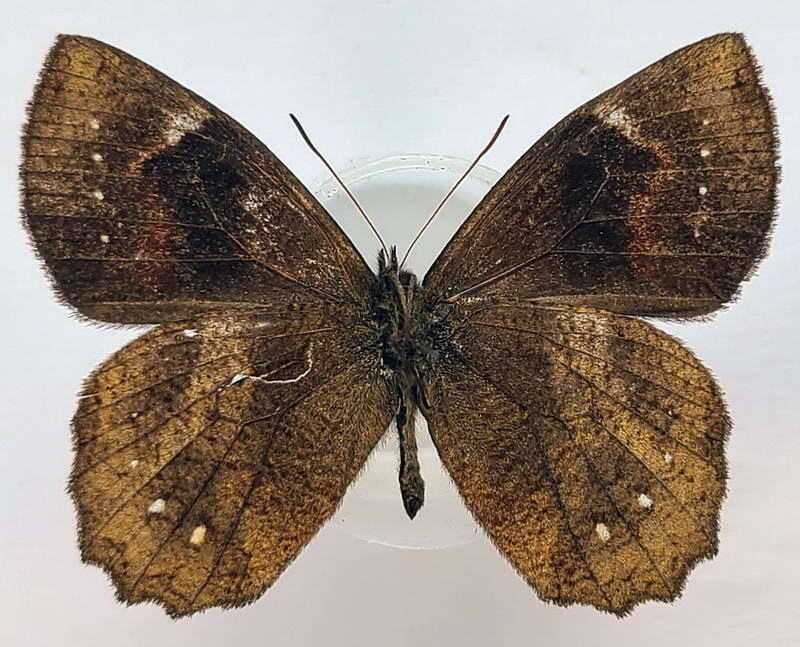 pedaliodes_phanoclea_m02_eq_v-standard.jpg