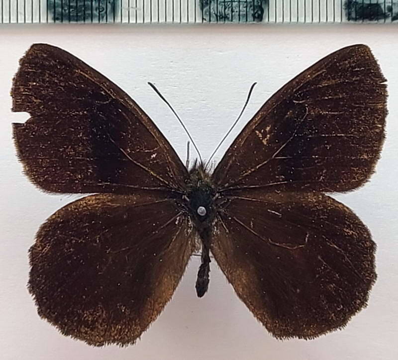 pedaliodes_pheretias_m_eq-standard.jpg
