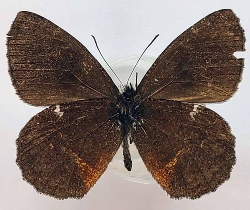 pedaliodes_pheretias_m_eq_v-standard.jpg