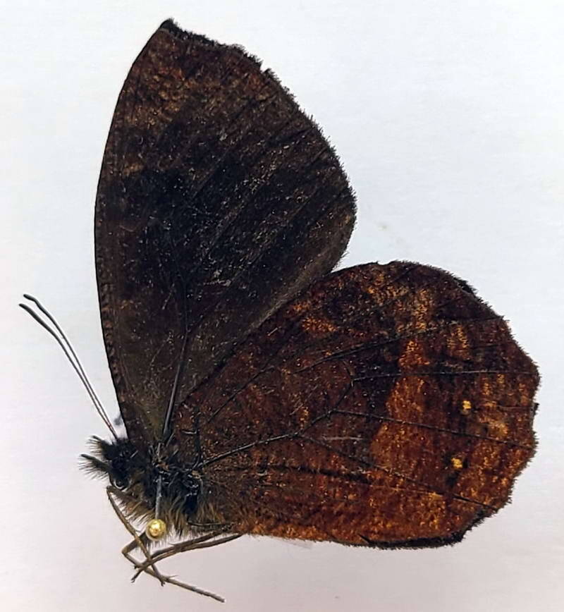 pedaliodes_pollonia_m_eq_v-standard.jpg