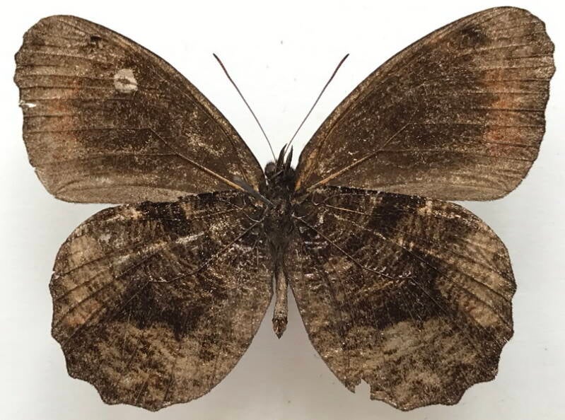 pedaliodes_sp509_m_eq_v-standard.jpg