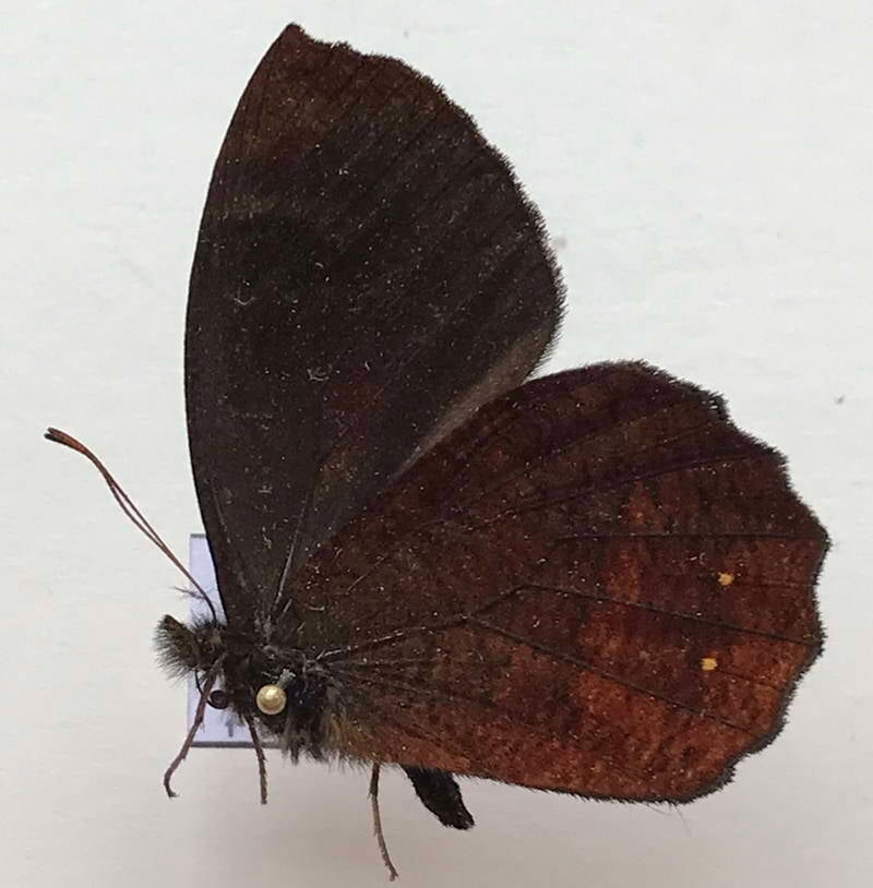 pedaliodes_tucca_luperca_m_eq_v-standard-vid9im.jpg