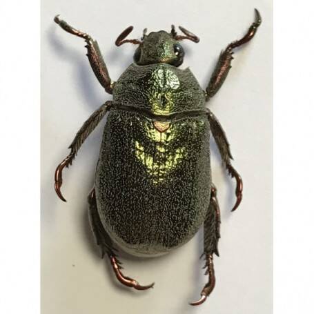 pelidnota-granulata-male-Equateur