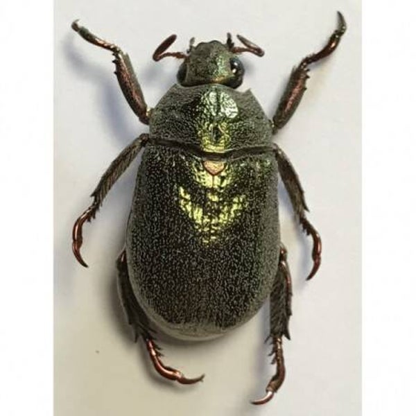 pelidnota granulata  Guyane française