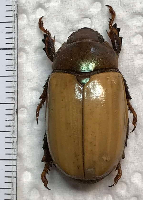 pelidnota_sp_Vénézuéla