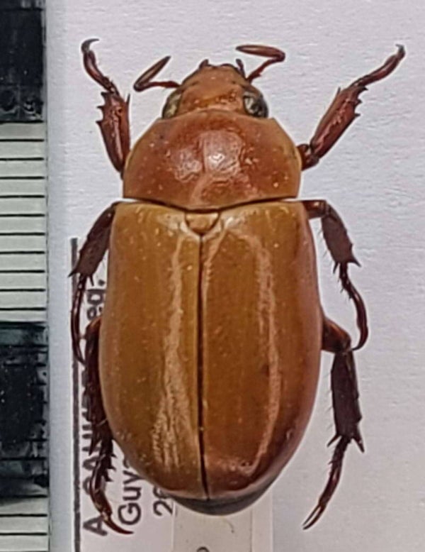 pelidnota touroulti Guyane fr