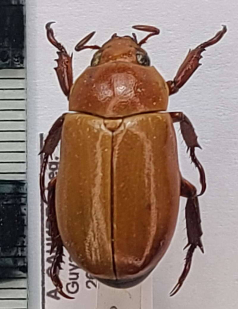 pelidnota_touroulti_Guyane fr