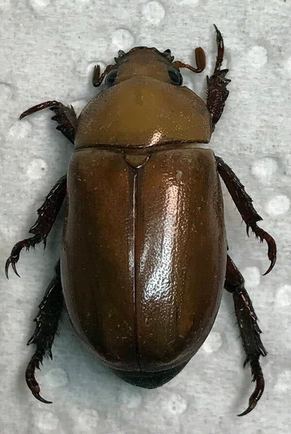 pelidnota touroulti Equateur