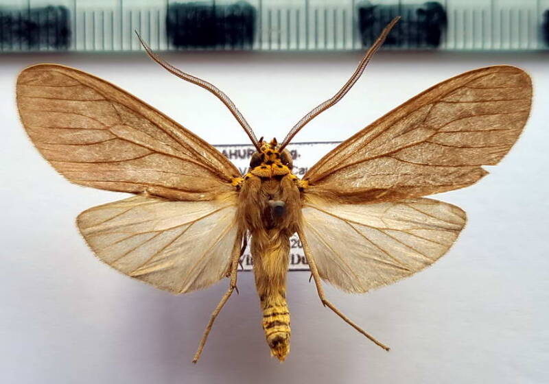 pelochyta_cinerea_m03_col-standard.jpg