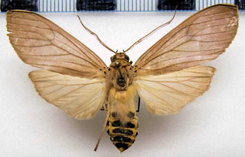 pelochyta_umbrata_m_eq-standard-iiufhk.jpg
