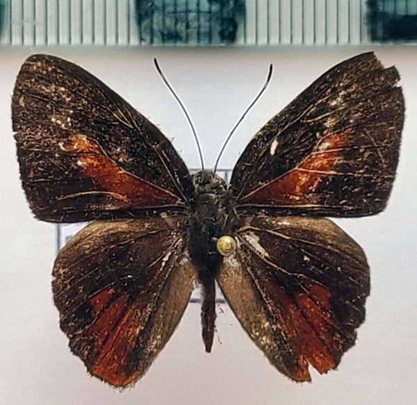 Pelolasia melaphaea mâle A1-  Equateur