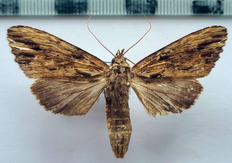 pentobesa_sp305_gf-standard.jpg