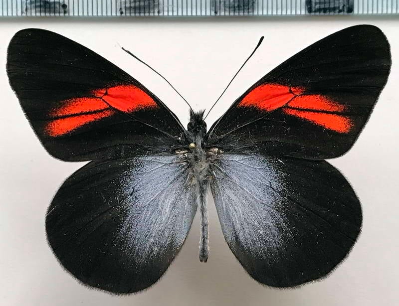 pereute_callinice_numbalensis_m_eq-standard.jpg