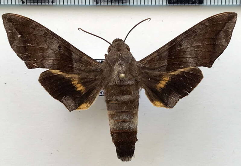perigonia_lusca_restituta_m_gf-standard.jpg