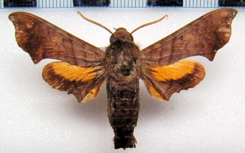 perigonia_pallida_gf-standard.jpg